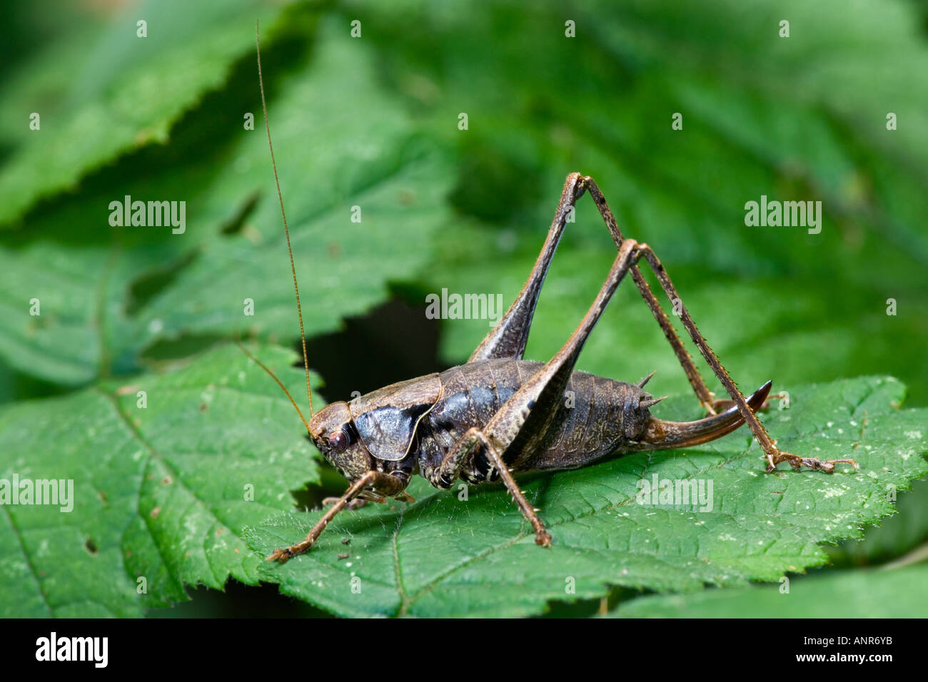 Bush cricket sulla foglia di legno waresley cambridgeshire che mostra i contrassegni e detal Foto Stock