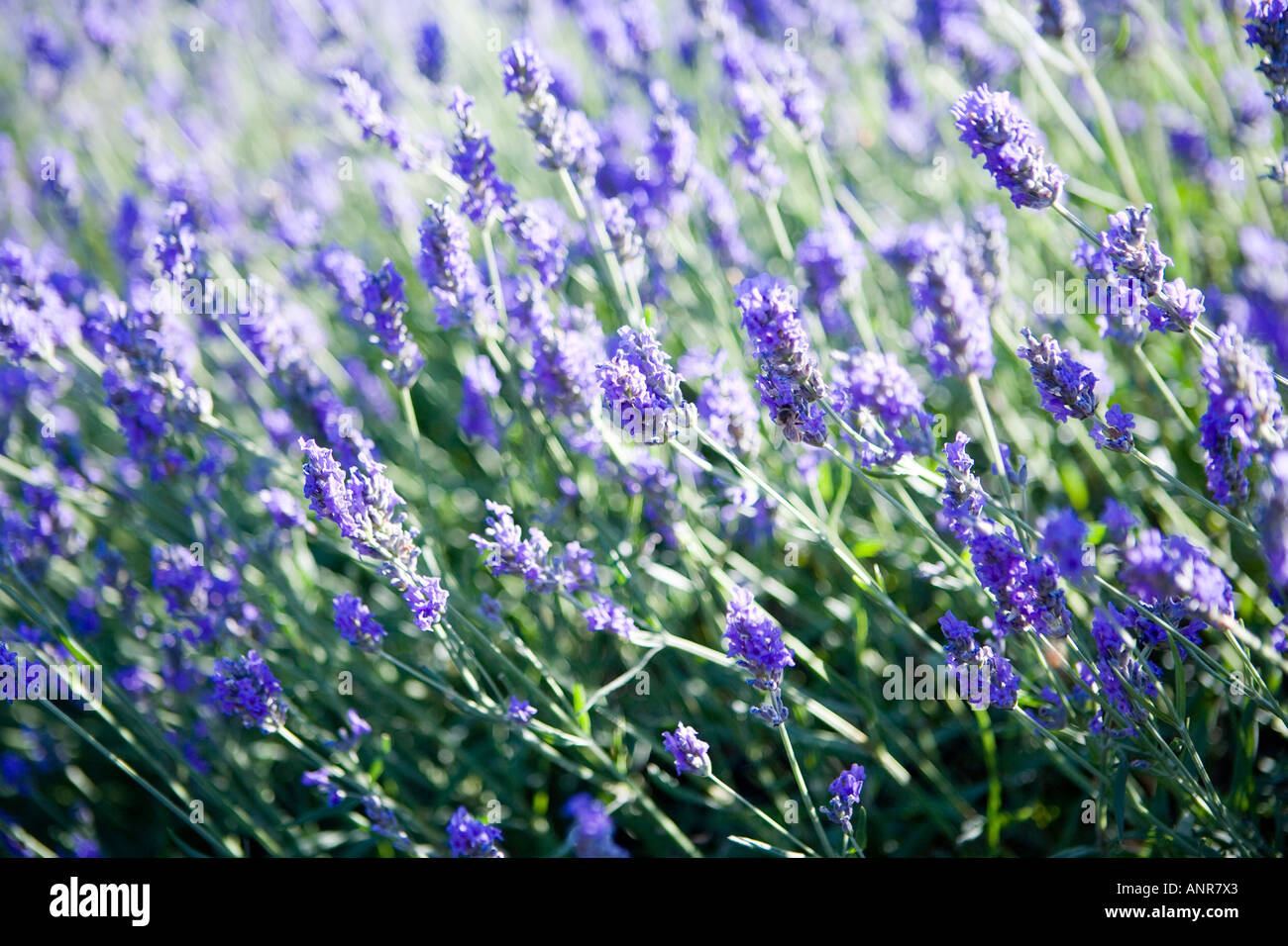 Nome comune: Lavanda nome latino: Lavandula Foto Stock