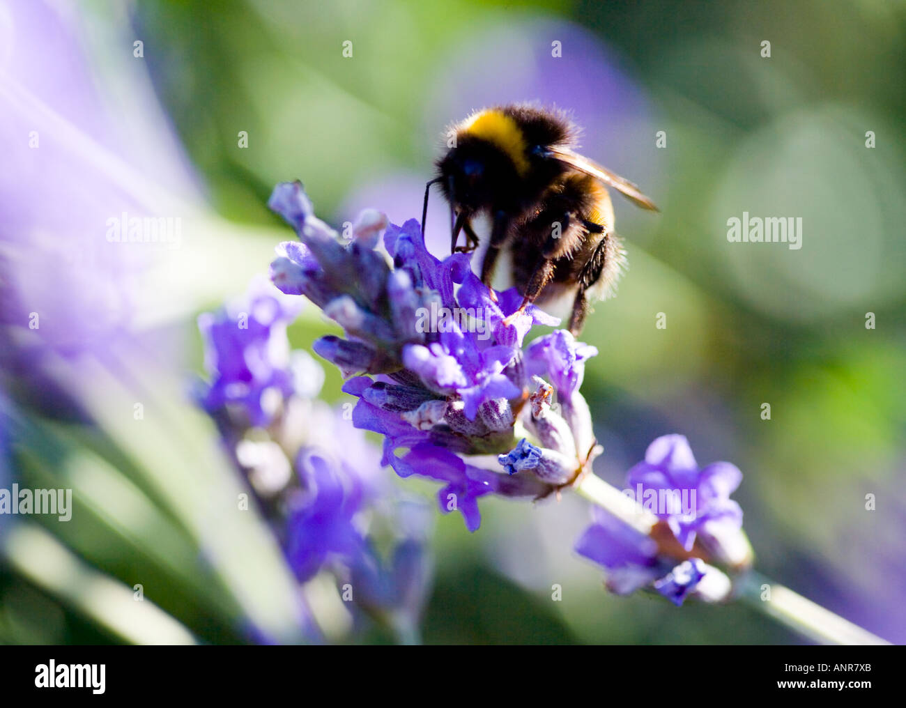 Nome comune: Bumble Bee sul fiore lavanda nome latino: Lavandula Foto Stock