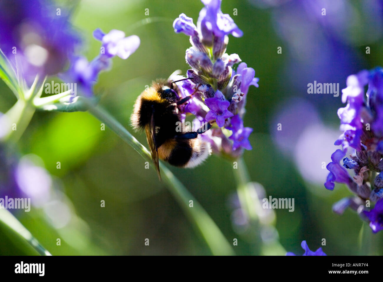 Nome comune: Bumble Bee sul fiore lavanda nome latino: Lavandula Foto Stock