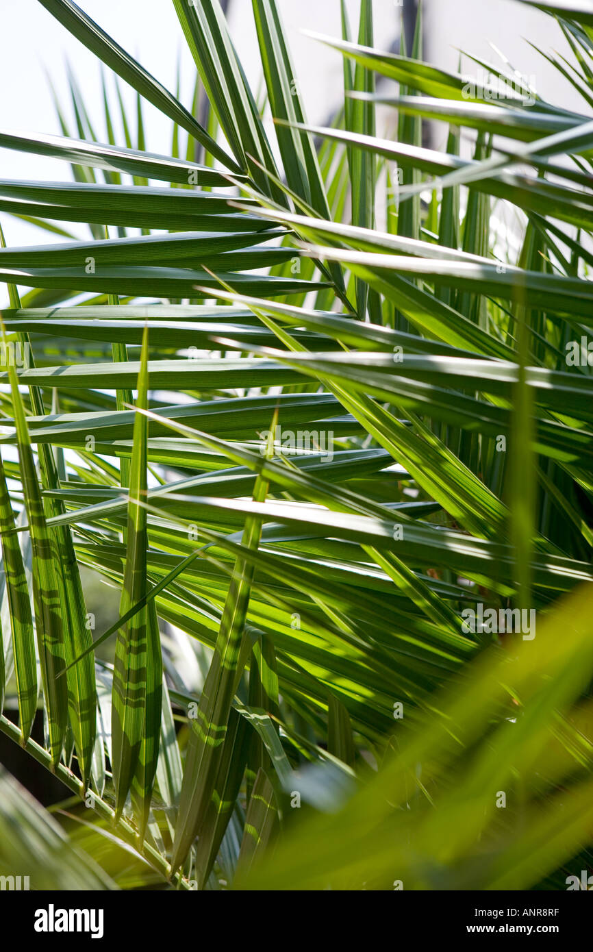 Nome comune: Palm nome latino: Palm Foto Stock