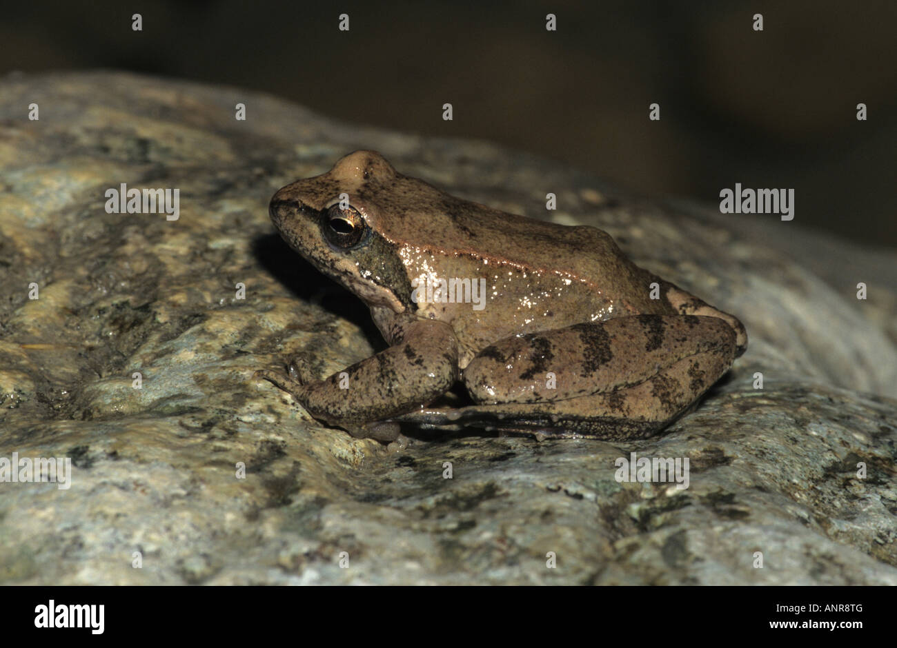 Flusso di italiani (Rana rana italica), peched su roccia nel flusso Foto Stock