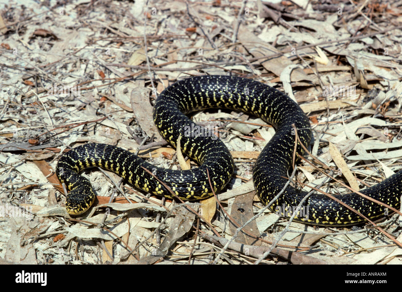 Western frusta Snake (Coluber viridiflavus) Foto Stock