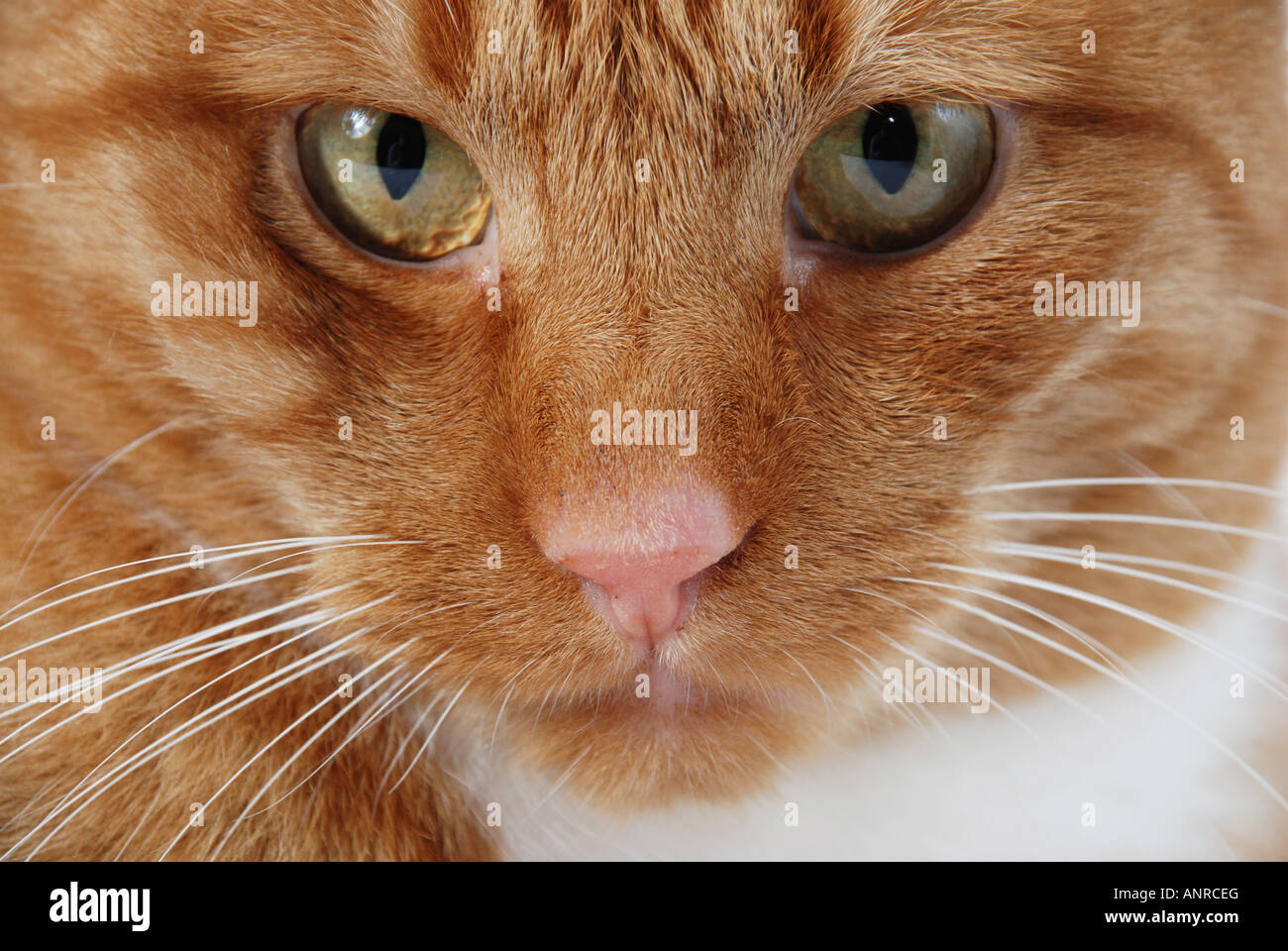 Gatto rosso close up osservarvi Foto Stock