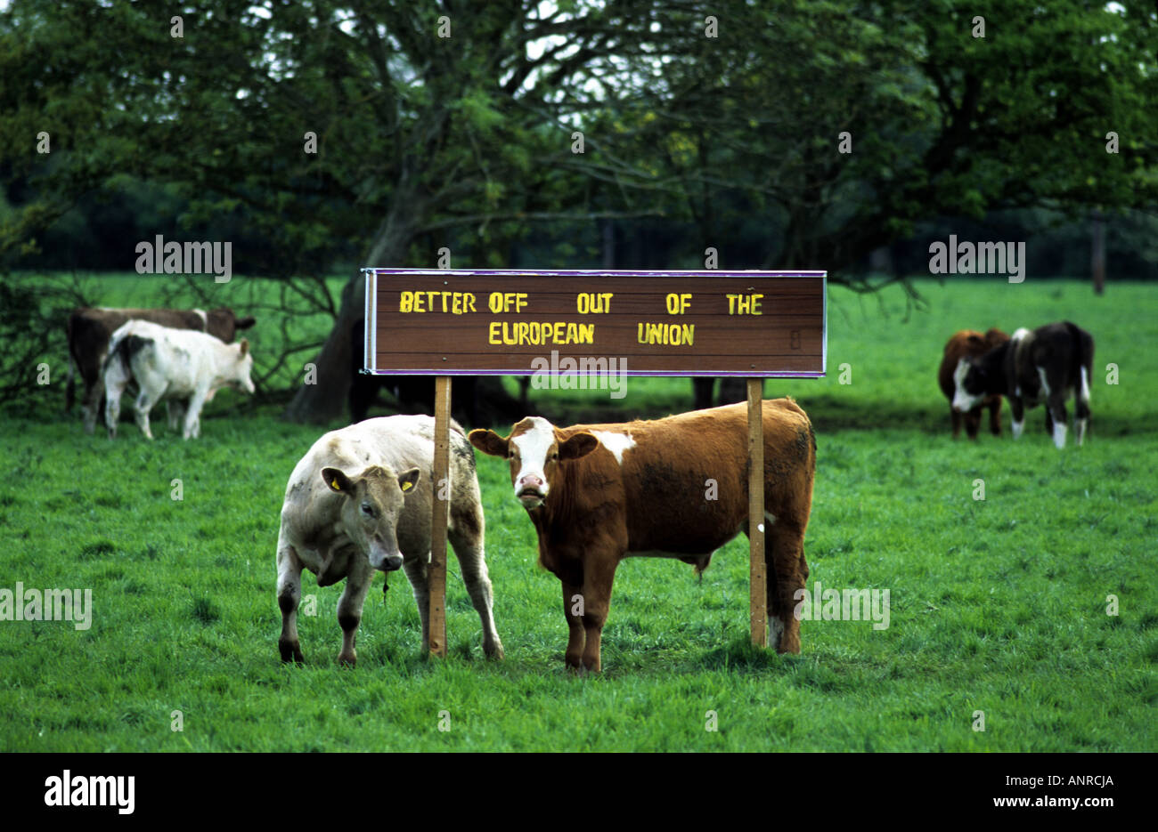 Unione Anti-European slogan su un allevamento di bestiame, inferiore Ufford, Suffolk, Regno Unito. Foto Stock