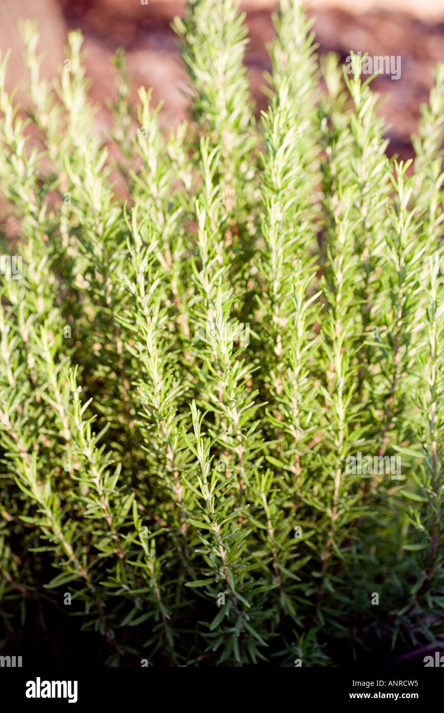 Nome comune: Rosmarino nome latino: Rosmarinus officinalis Foto Stock