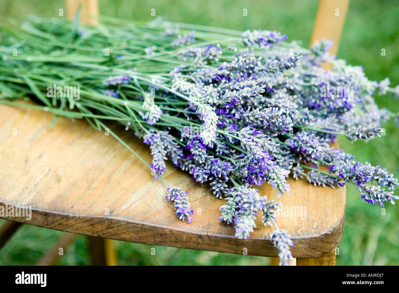 Nome comune: Inglese lavanda nome latino: Lavandula Foto Stock