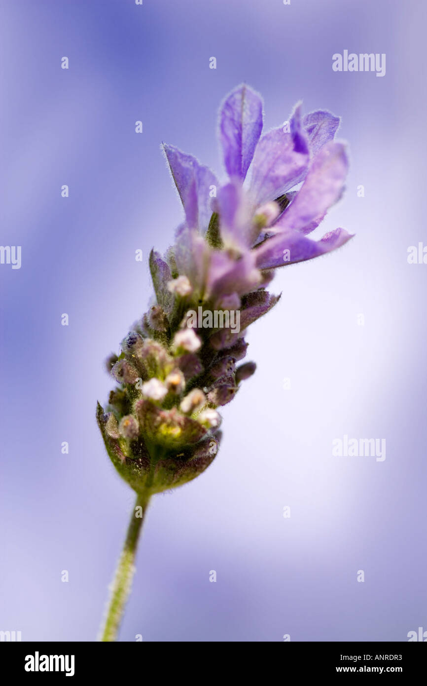 Nome comune: lavanda francese nome latino: Lavandula Foto Stock
