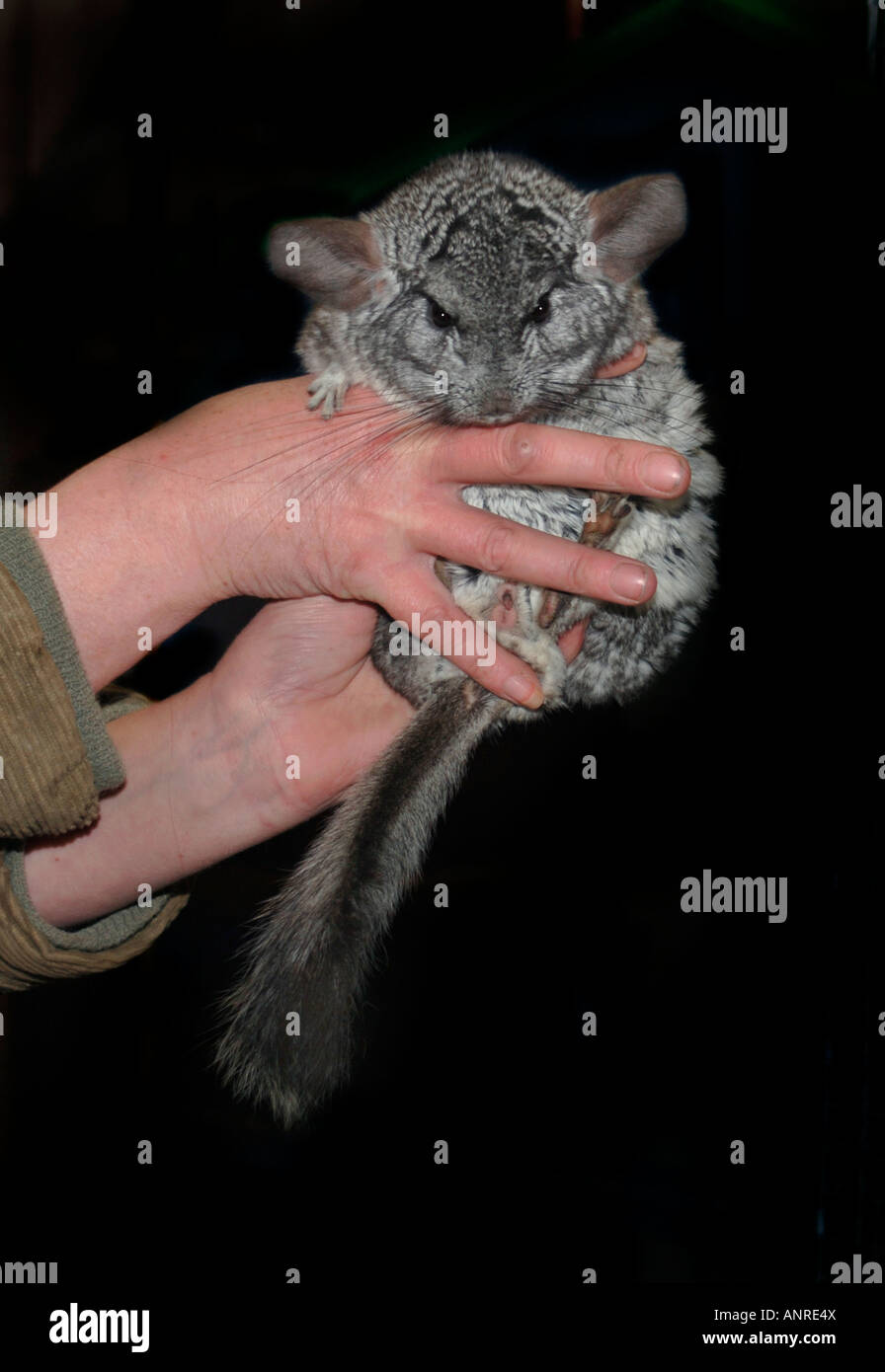 Un pelo grigio Chinchilla,essendo tenuto in mano. Foto Stock