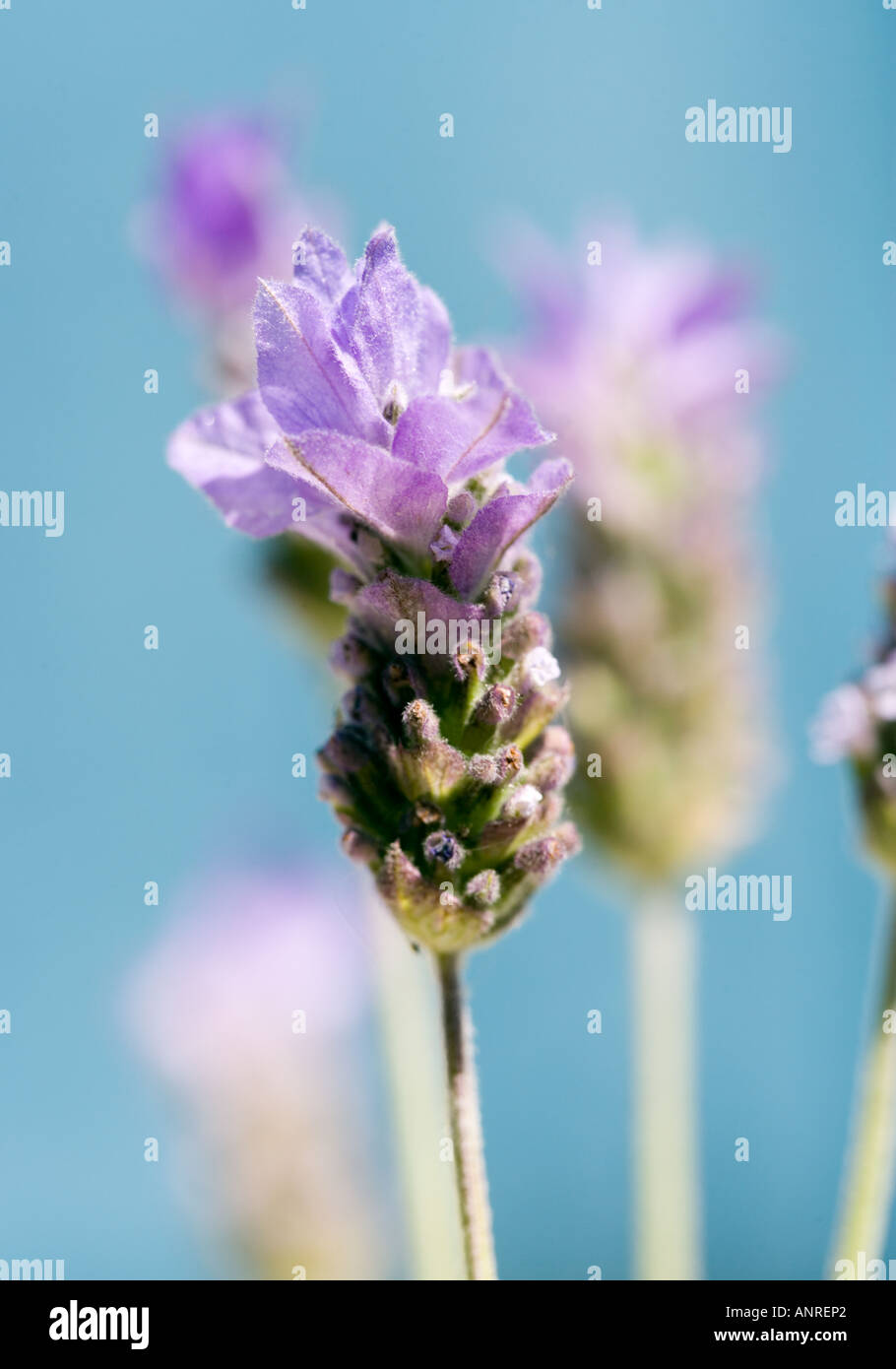 Nome comune: lavanda francese nome latino: Lavandula Foto Stock