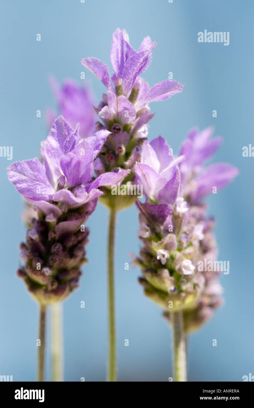 Nome comune: Lavanda - Francese nome latino: Lavendula Stoechas Foto Stock