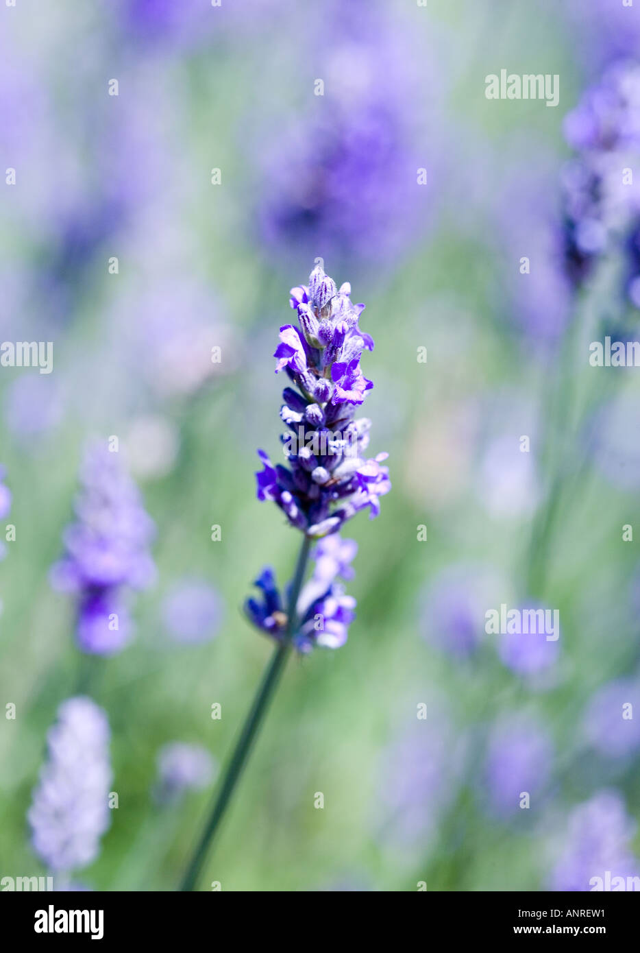 Nome comune: Lavanda nome latino: Lavandula Foto Stock