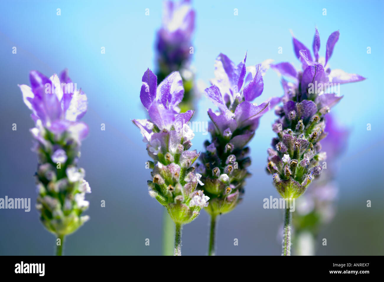 Nome comune: Lavanda - Francese nome latino: Lavandula Foto Stock