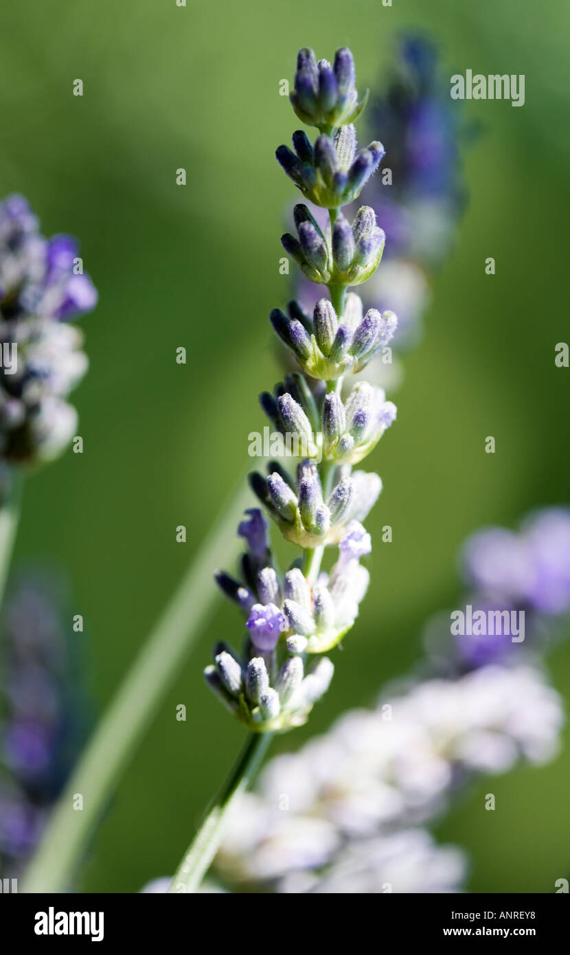 Nome comune: Lavanda nome latino: Lavandula Foto Stock
