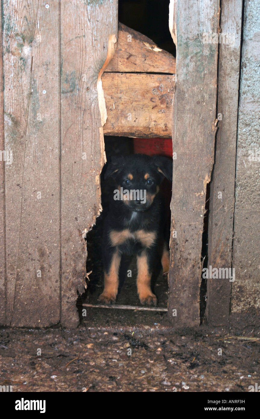 Una croce Rothwieller Collie cucciolo,in piedi la distanza di rotto una porta di legno. Foto Stock