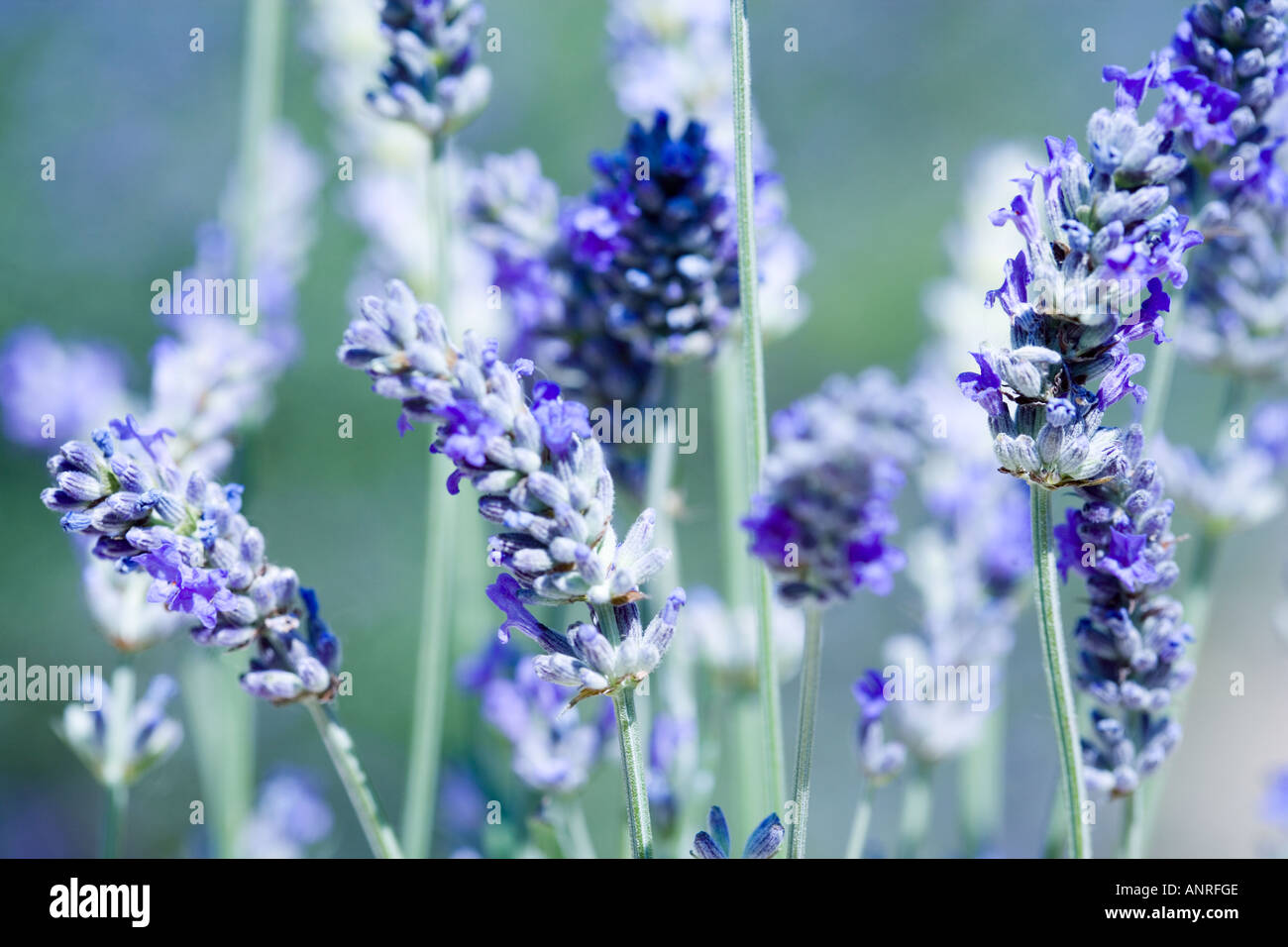 Nome comune: Lavanda nome latino: Lavandula Foto Stock