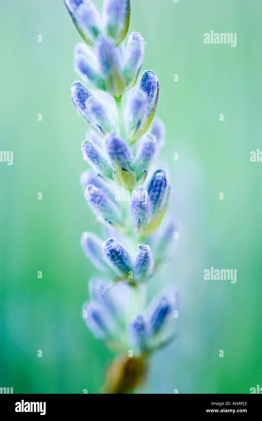 Nome comune: Lavanda nome latino: Lavandula Foto Stock