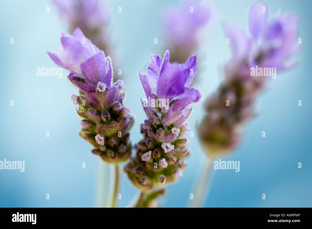 Nome comune: Lavanda - Francese nome latino: Lavandula Foto Stock