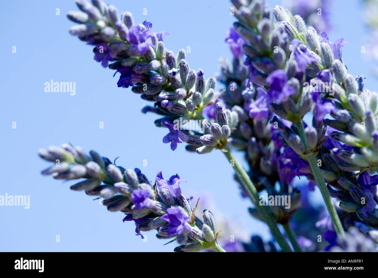 Nome comune: Lavanda nome latino: Lavandula Foto Stock