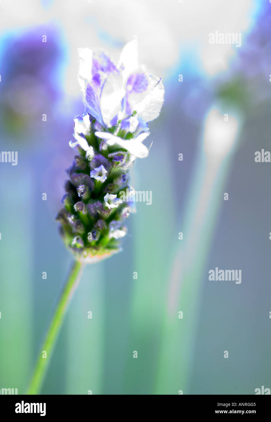 Nome comune: Lavanda nome latino: Lavandula Foto Stock