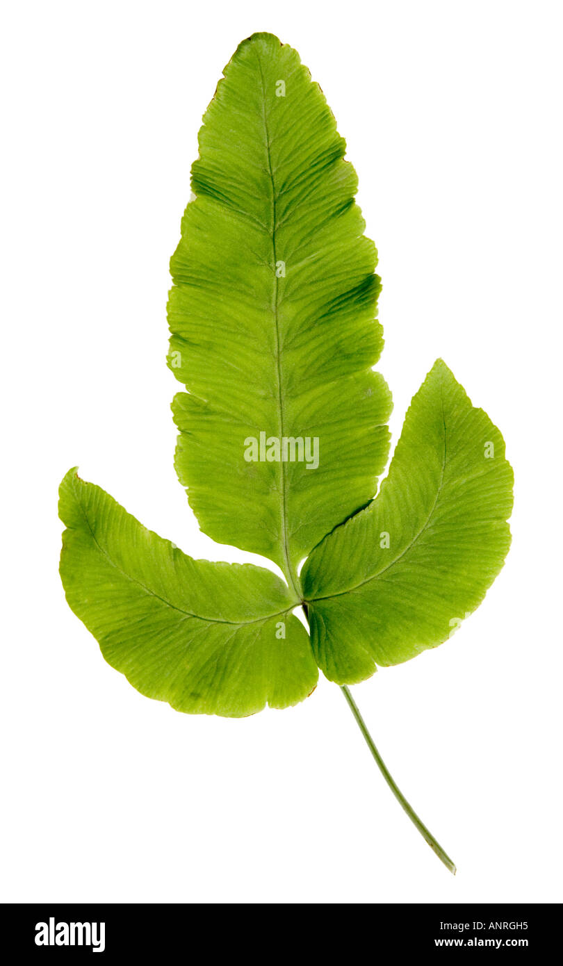 Nome comune: Fern Foto Stock