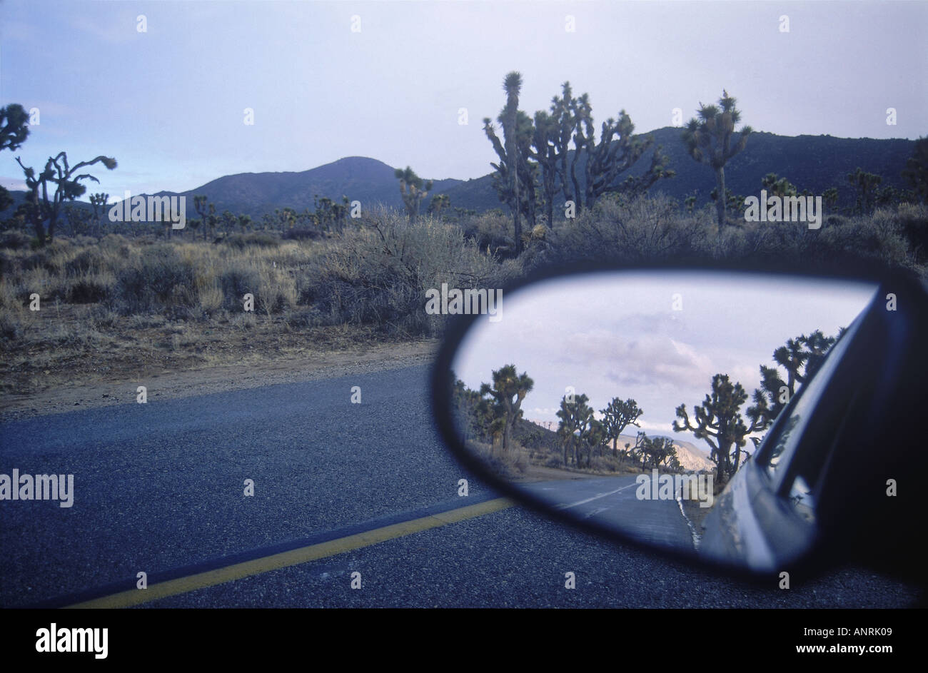 Vista in lo specchio retrovisore di alberi di Joshua a Joshua Tree National Park, California, Stati Uniti d'America Foto Stock