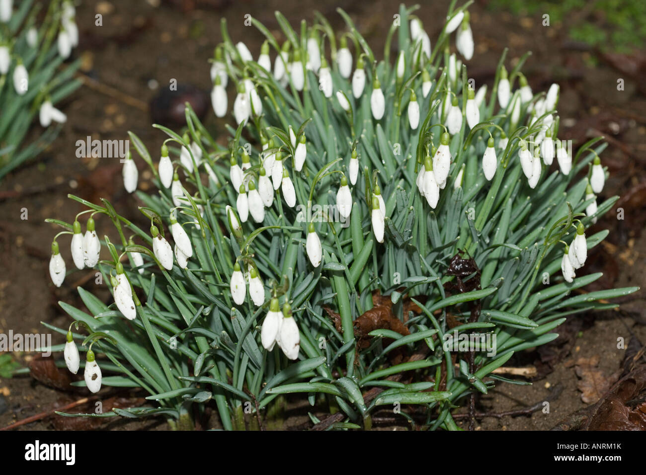 Snowdrop comune che cresce in un cluster, Galanthus nivalis. Amaryllidaceae. Foto Stock