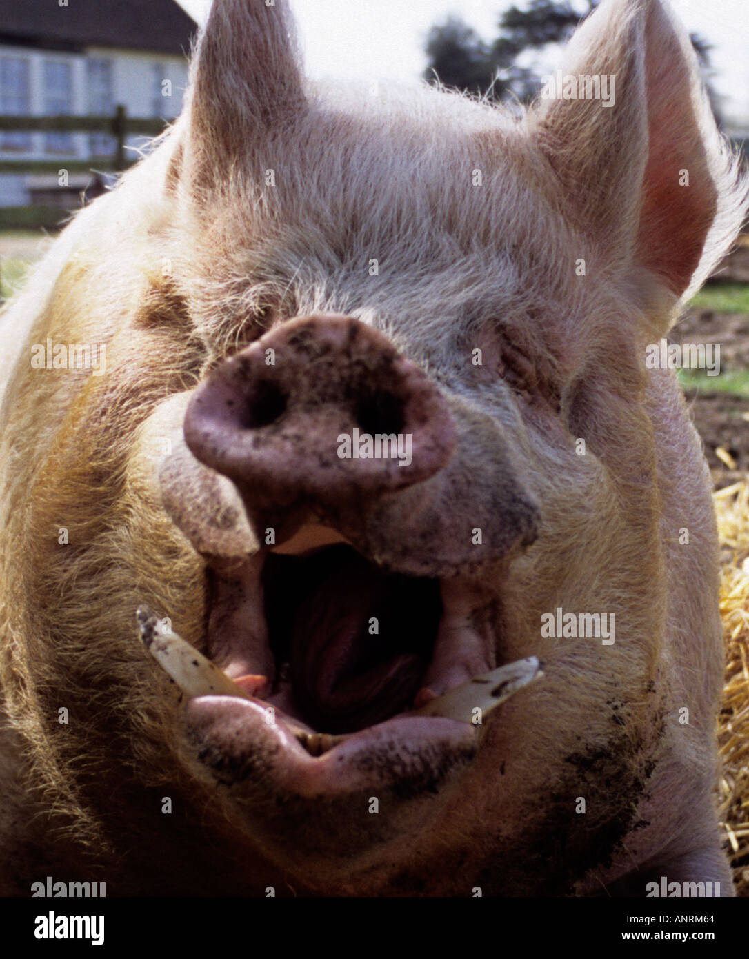 Colpo alla testa di un enorme maschio di suini domestici; Sus scrofa scrofa Foto Stock