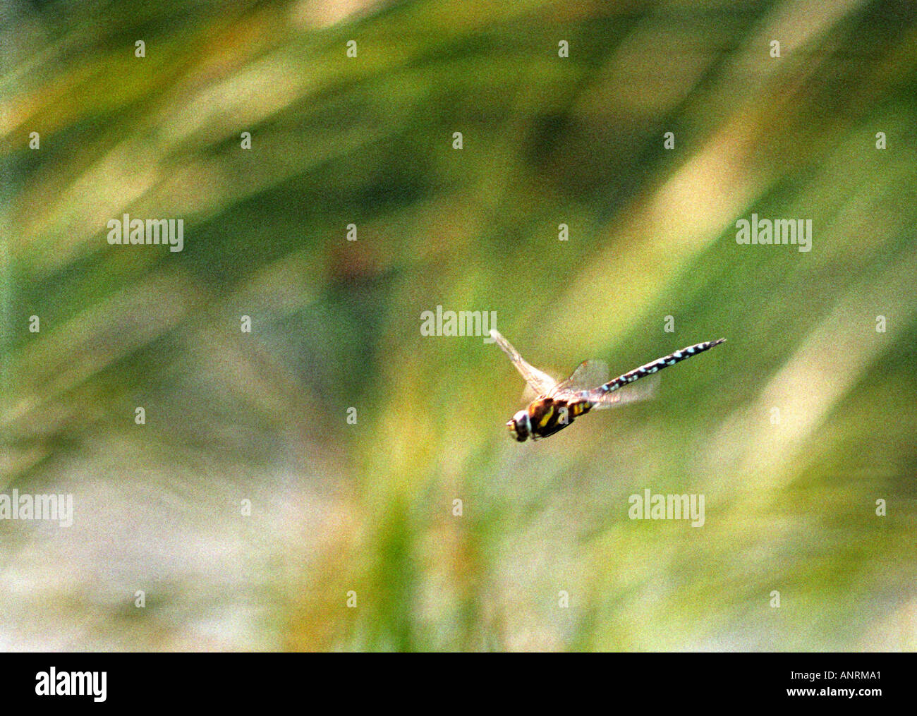 Southern Hawker dragonfly battenti in Essex nel settembre 2005 Foto Stock