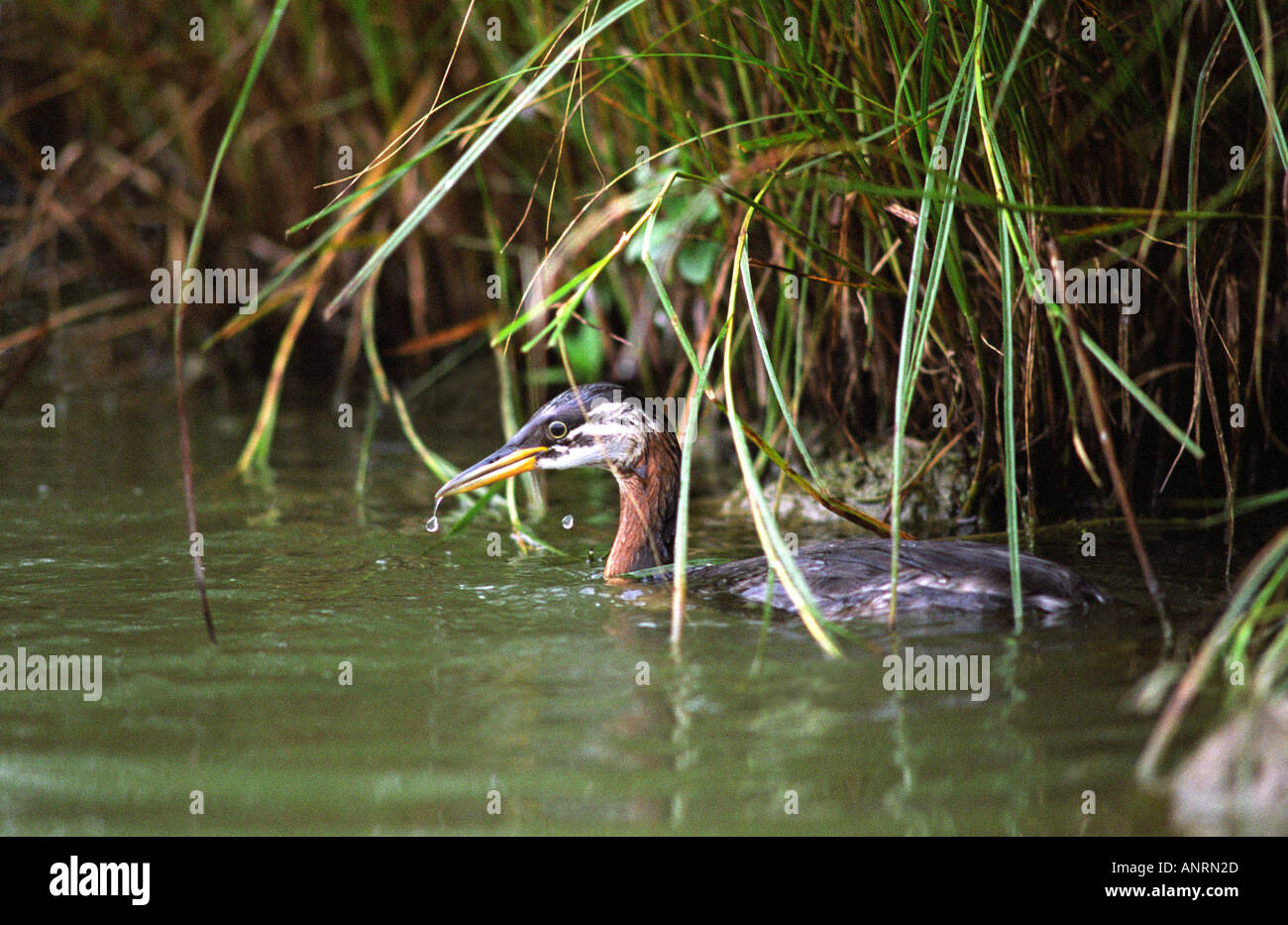 I capretti collo rosso svasso sul laghetto di essex settembre 2005 Foto Stock