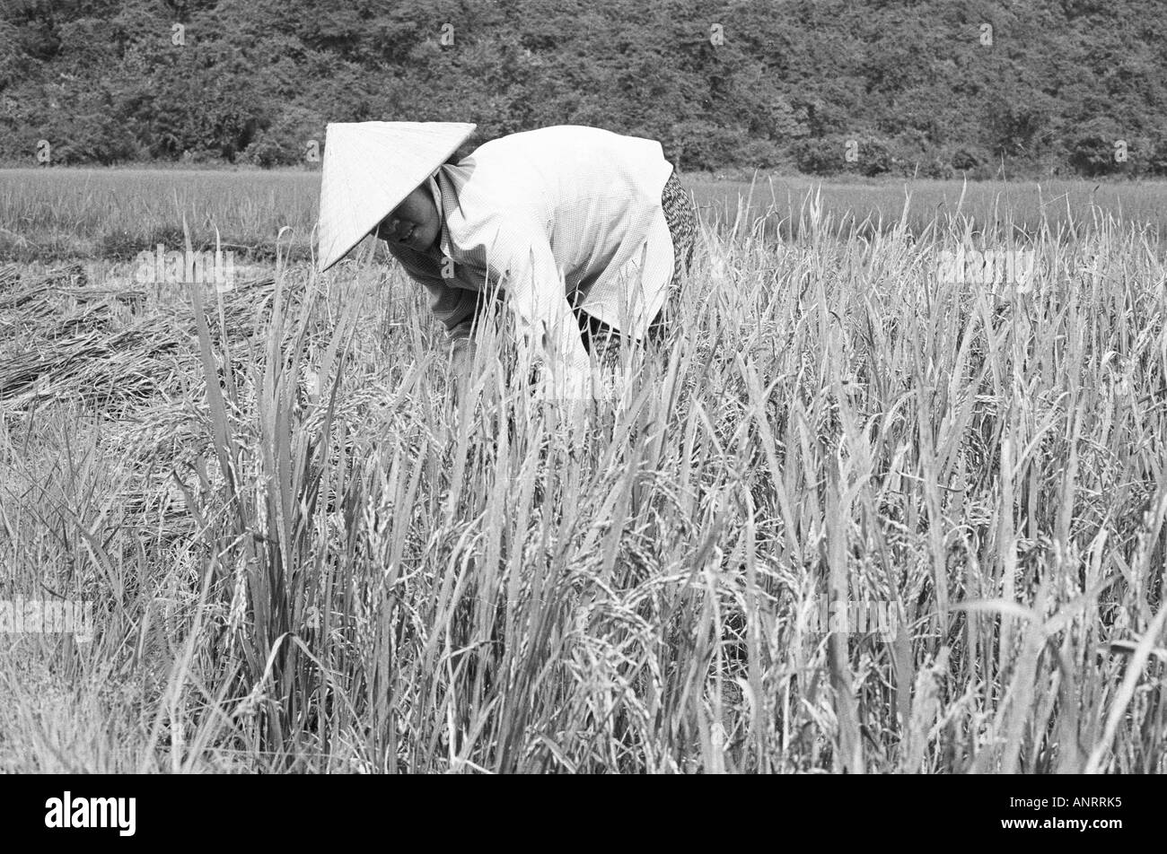 Raccolta del riso in Vietnam. Foto Stock