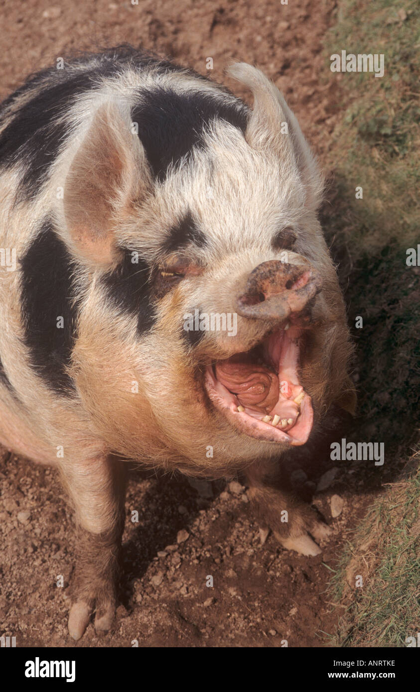 Kune Kune pig Foto Stock