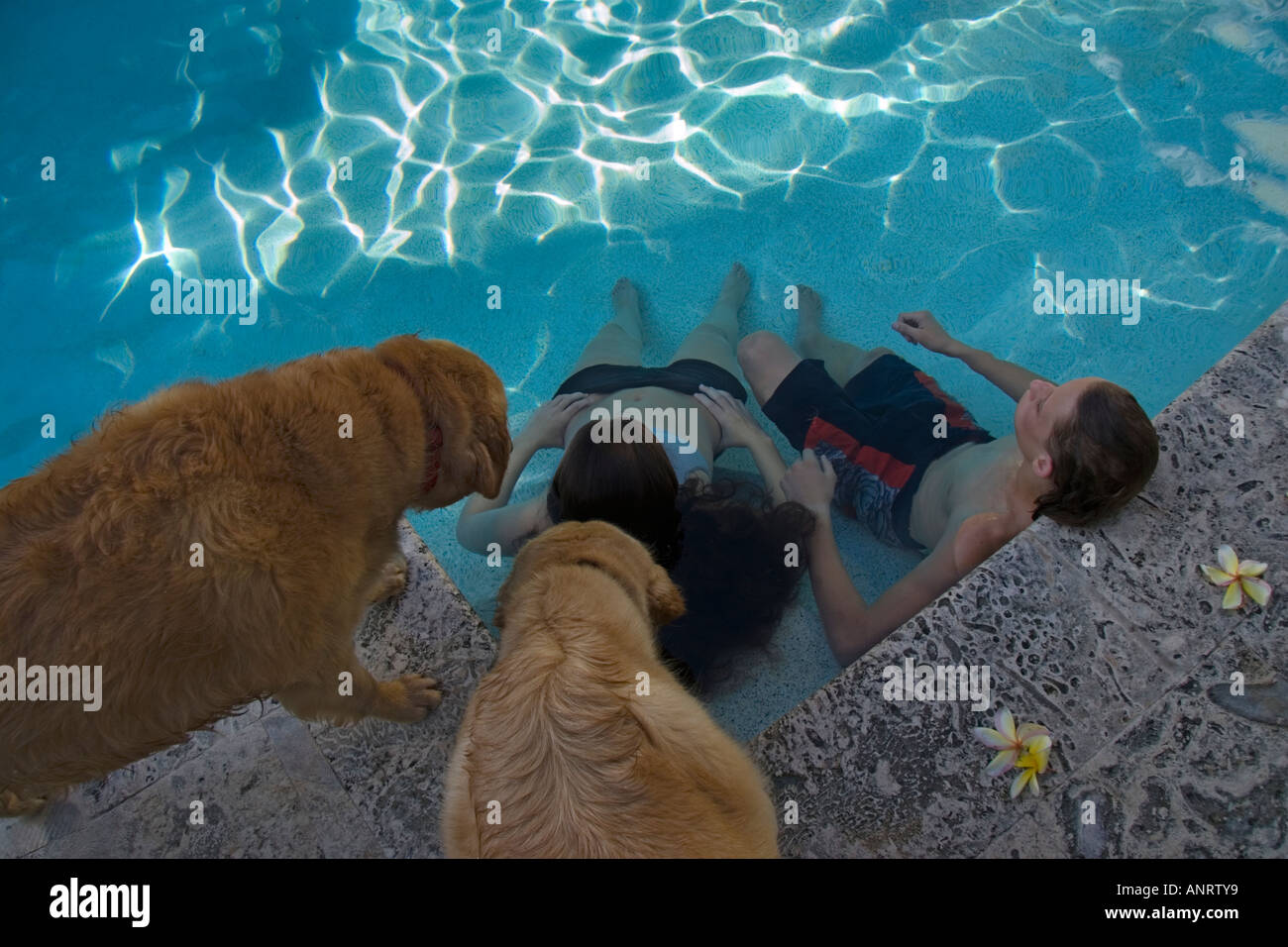 Giovane coppia adolescente seduta rilassante in piscina con due golden retriever cani looing oltre il bordo della piscina Foto Stock
