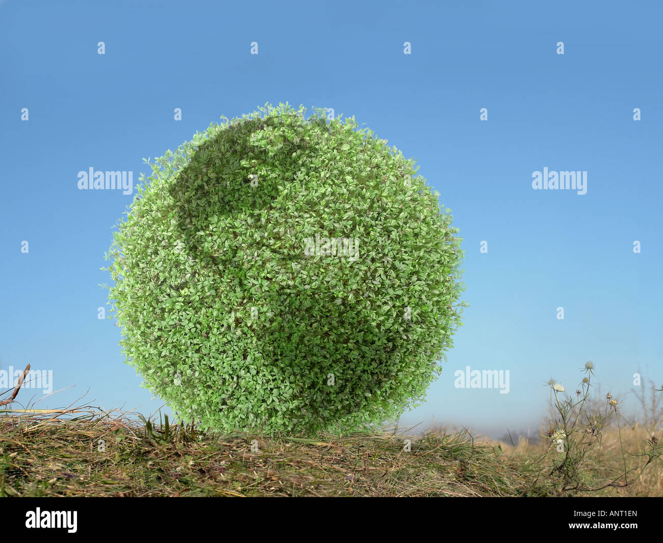 Pianta verde globo con sovrapposto nei continenti americani seduti in erba oltre il cielo blu chiaro Foto Stock