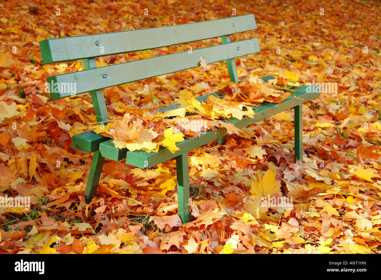 Una panchina nel parco coperto da morto colorate foglie d'acero Foto Stock