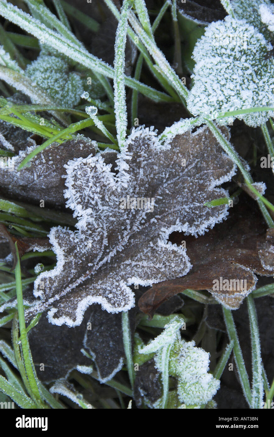 Frotsy foglia di quercia tra erba su una mattina gli inverni di Norfolk Foto Stock