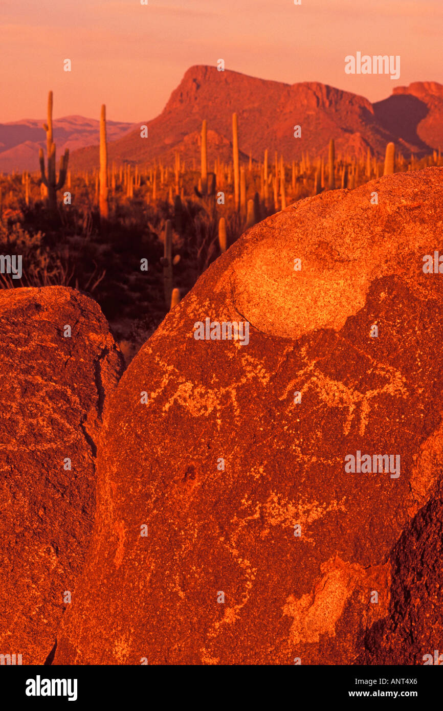 Petroglifi segnale sulla Collina Parco nazionale del Saguaro Arizona Foto Stock