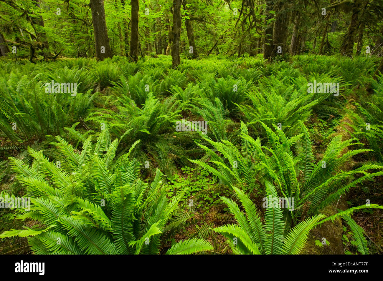 La foresta pluviale di primavera Foto Stock