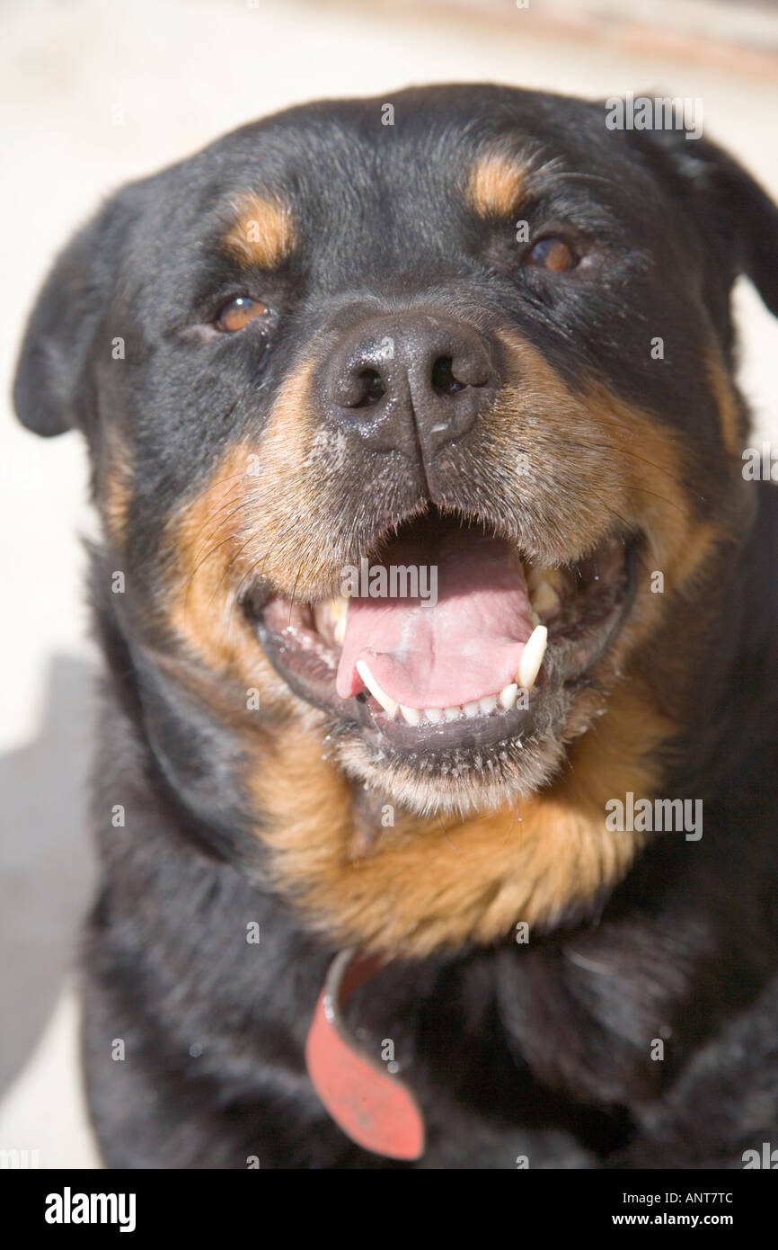 Colpo alla testa di un cane Rottweiler che mostra i denti e la lingua Foto  stock - Alamy