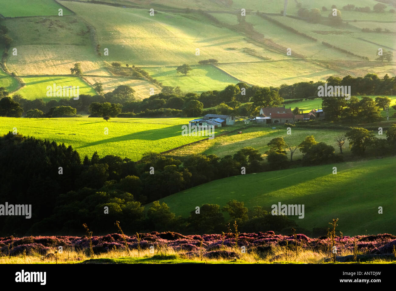 Capo fattoria in Farndale sulla North York Moors nel sole del tardo pomeriggio. Preso da Blakey Ridge. North Yorkshire, Regno Unito Foto Stock