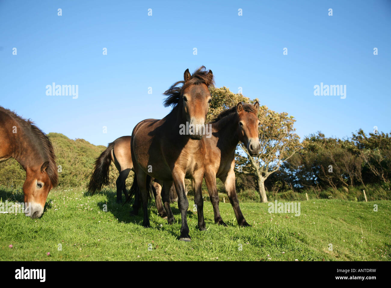 Piccolo allevamento di exmoor pony con un pony principale guardando in faccia e ad alta risoluzione per una giornata d'estate, presi nella valle di rocce, Foto Stock