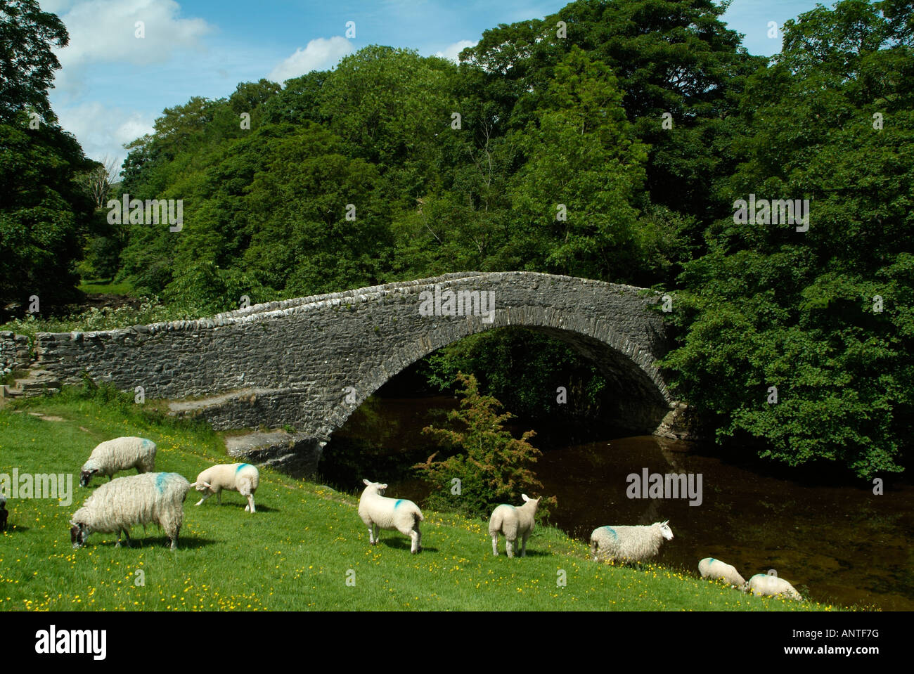 Packhorse ponte sopra il fiume Ribble Stainforth a North Yorkshire Foto Stock