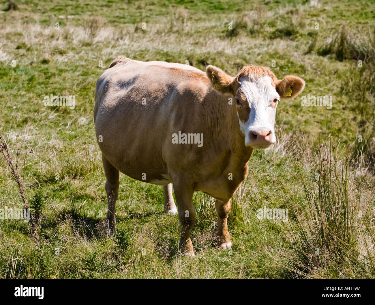 Marrone chiaro della vacca da latte nel campo Dartmoor Devon England Regno Unito Foto Stock