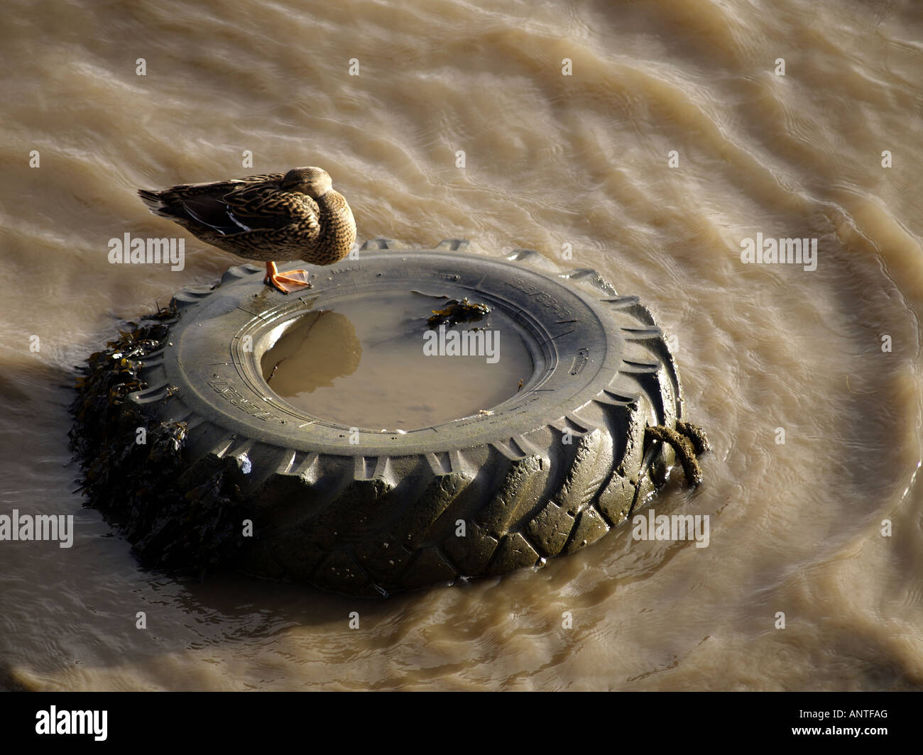 Mallard Duck addormentato su un vecchio pneumatico in un estuario fangoso. Foto Stock