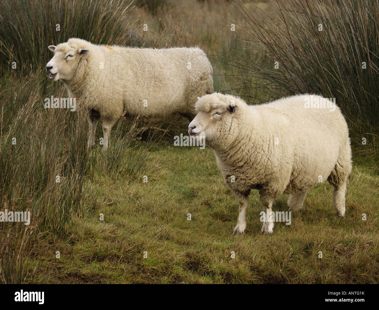 Due lanosi pecora su Northam Burrows, Condino, Devon, Regno Unito Foto Stock