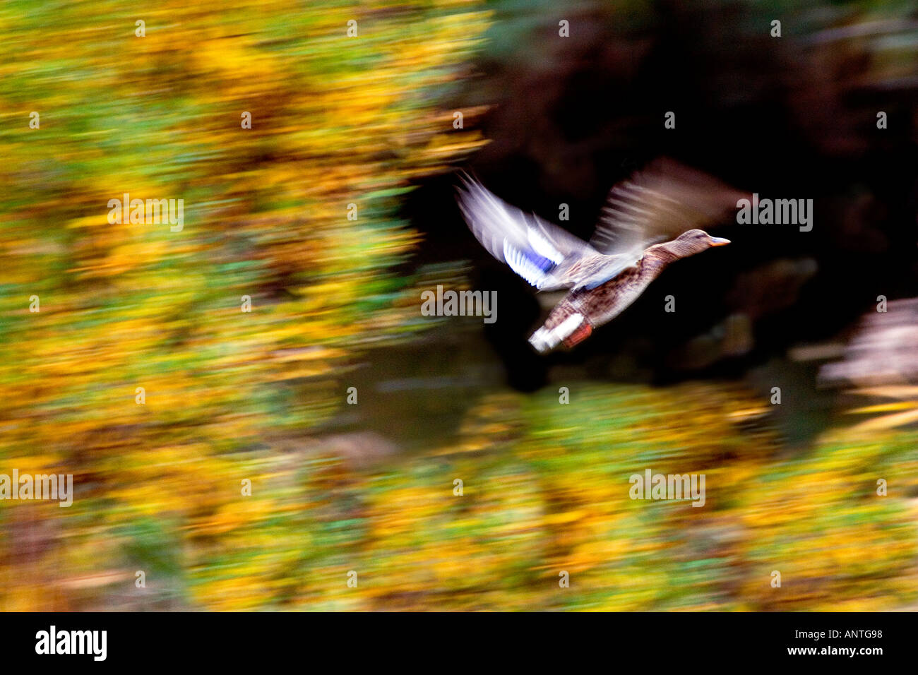 ANAS PLATYRHYNCHOS Mallard duck a volare con i colori dell'autunno Foto Stock