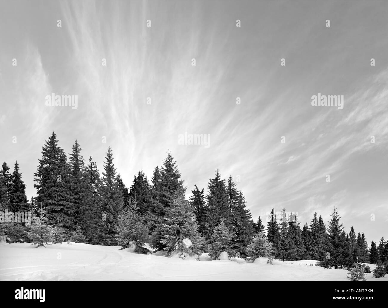 Inverno mattina mountain in bianco e nero del paesaggio dei Carpazi Ucraina Mt s Foto Stock