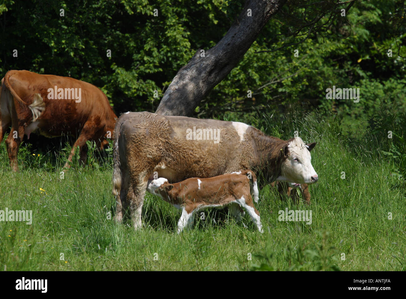 Il nuovo nato di alimentazione di vitello da vacche mammella in estate Somerset England Regno Unito Foto Stock