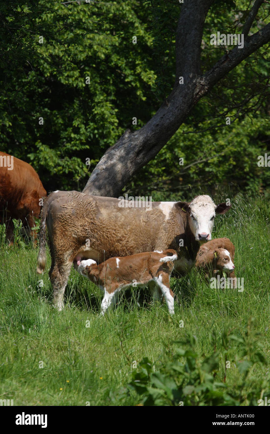 Vacca e vitello giovane alimentazione nel paddock rurale campo nel Somerset in Inghilterra Foto Stock