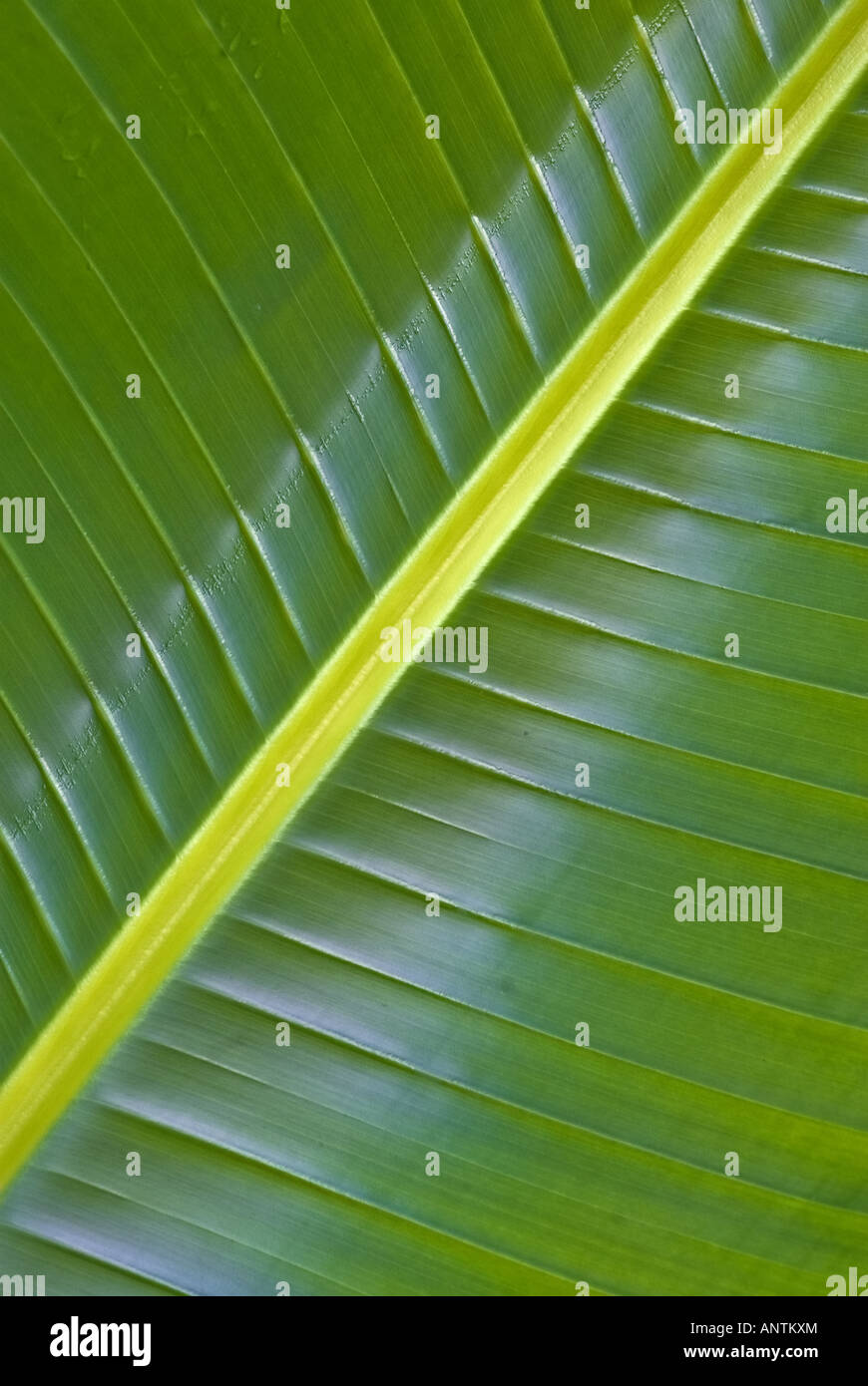 Grande verde foglia di palma nella foresta Foto Stock